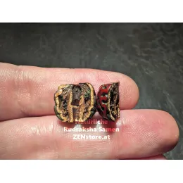 Echte Rudraksha Mala 108 Perlen