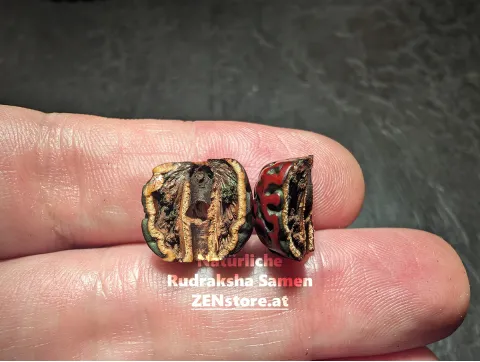 Echte Rudraksha Mala 108 Perlen