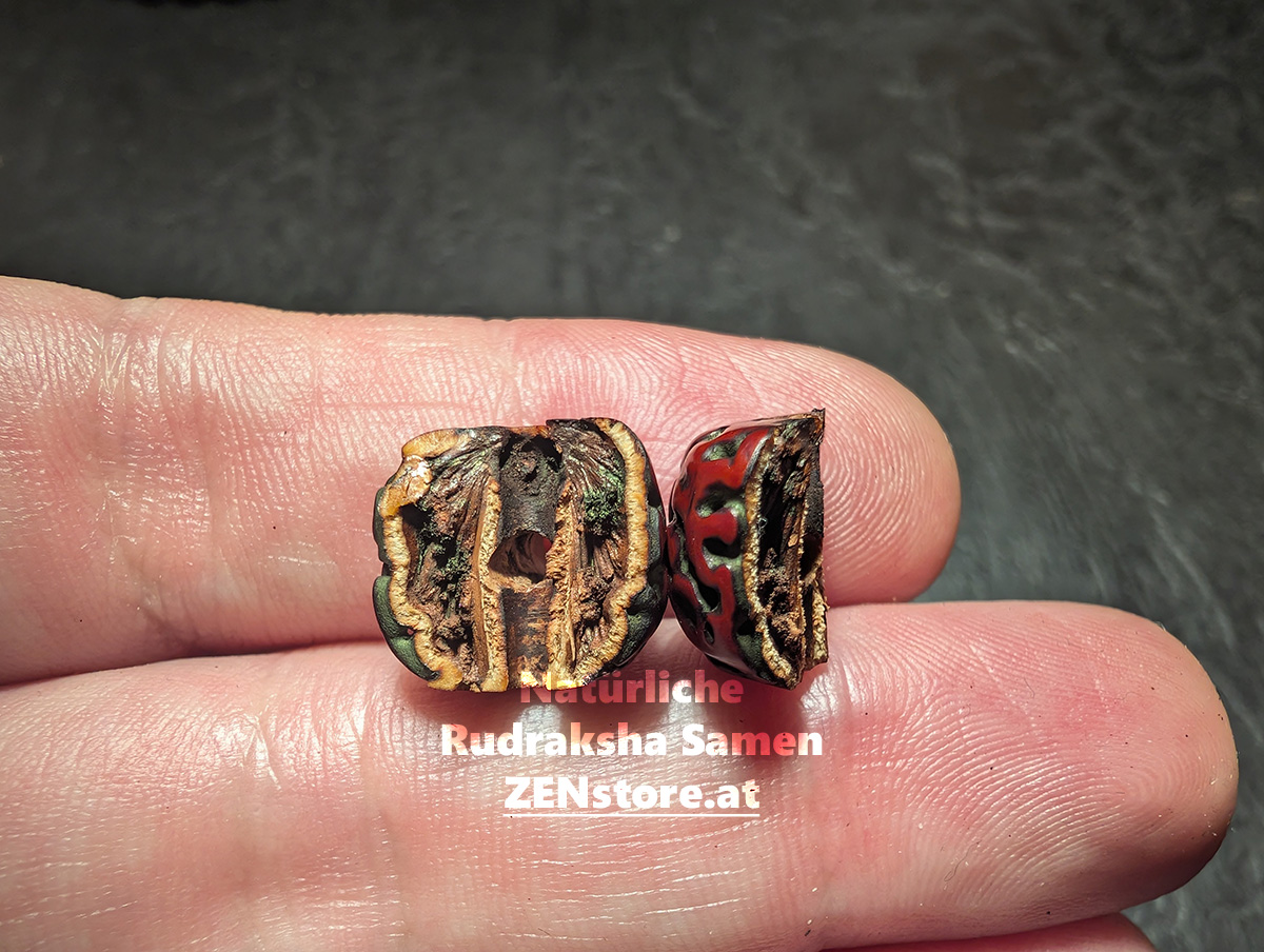 Natürliche Rudraksha