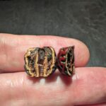 echte rudraksha in Österreich kaufen